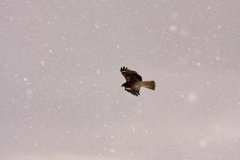 　降雪に飛ぶ