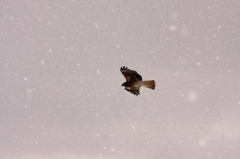 　降雪に飛ぶ