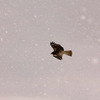 　降雪に飛ぶ
