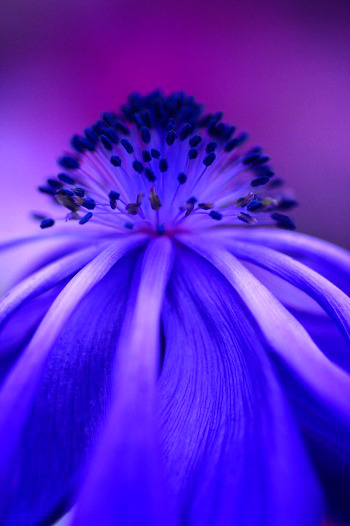 　花残想