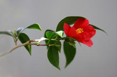 花椿