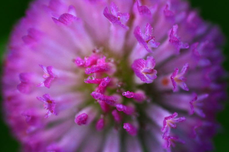 花の舞い
