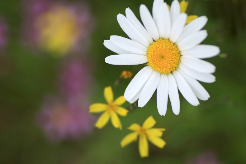 　　路傍の花　1