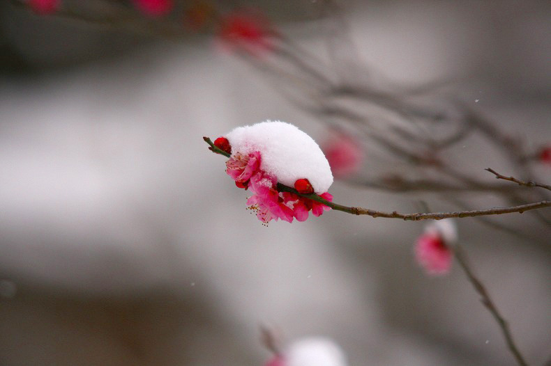　春の淡雪　10