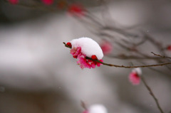 　春の淡雪　10
