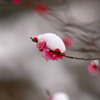 　春の淡雪　10