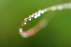 雨の余韻