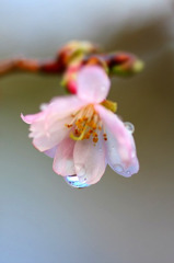 　花雫