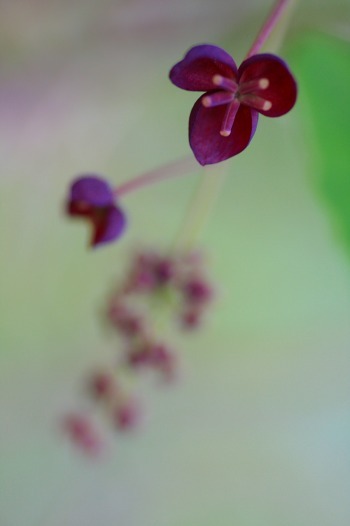 　　アケビの花咲く