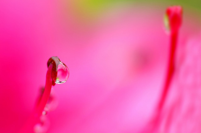 花しずく　(8)