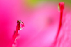 花しずく　(8)