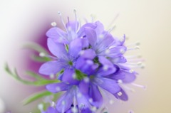 　春の花束