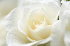 　白い薔薇
