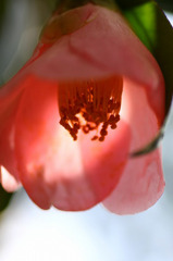 花あかり