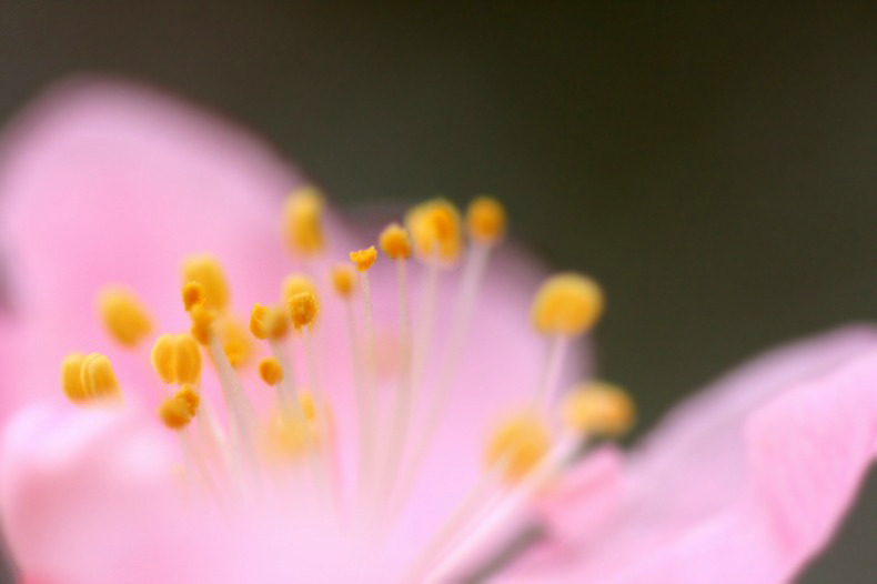 　　花酔い  1