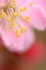 　　花酔い  3