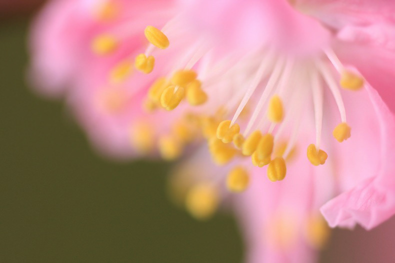 　　花酔い  4