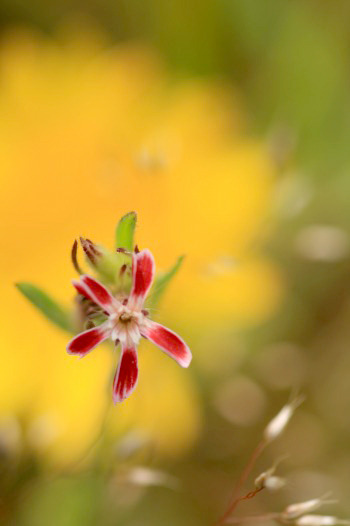 　　路傍の花　2