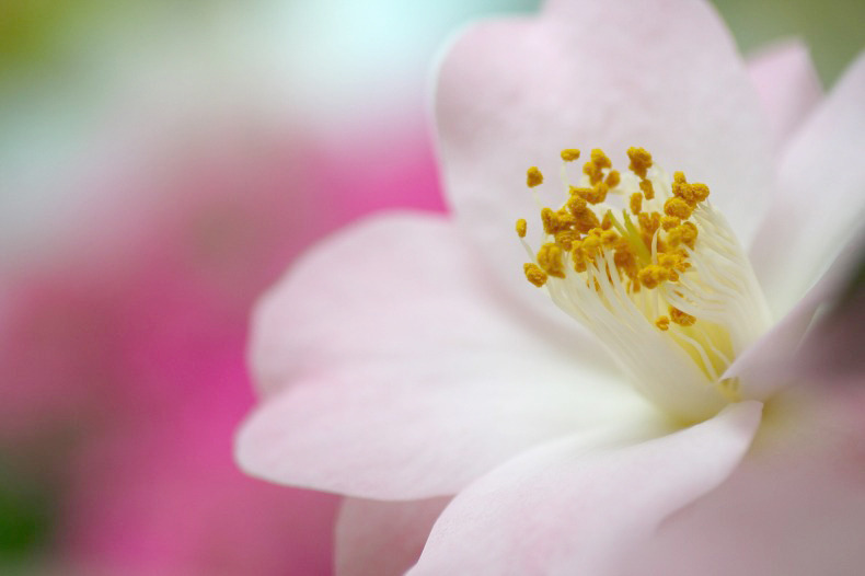 　花酔い