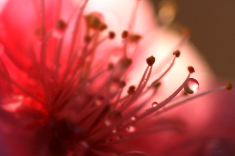 　　花のピアス　1