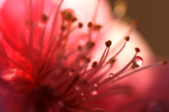 　　花のピアス　1