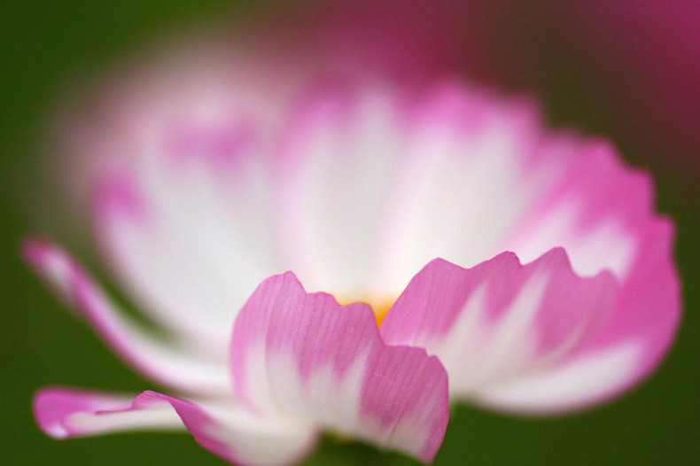 花びらの舞い　A