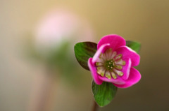　春告げる花