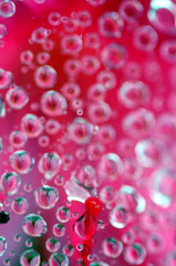 花しずく　(5)