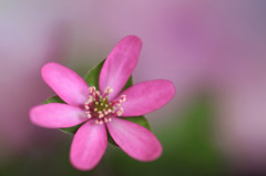　　花散歩　D
