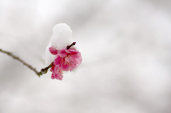 　春の淡雪　11