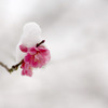 　春の淡雪　11