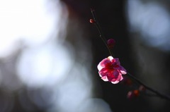 紅梅一輪