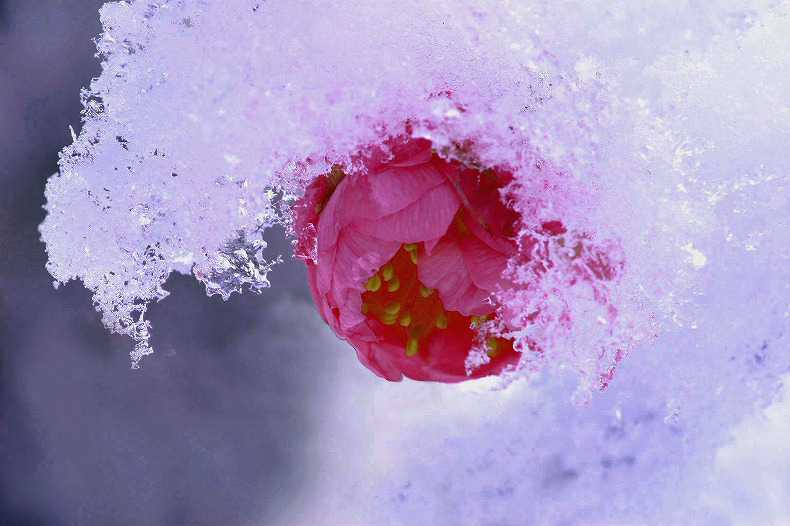 　雪積もる