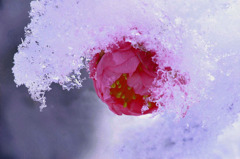 　雪積もる