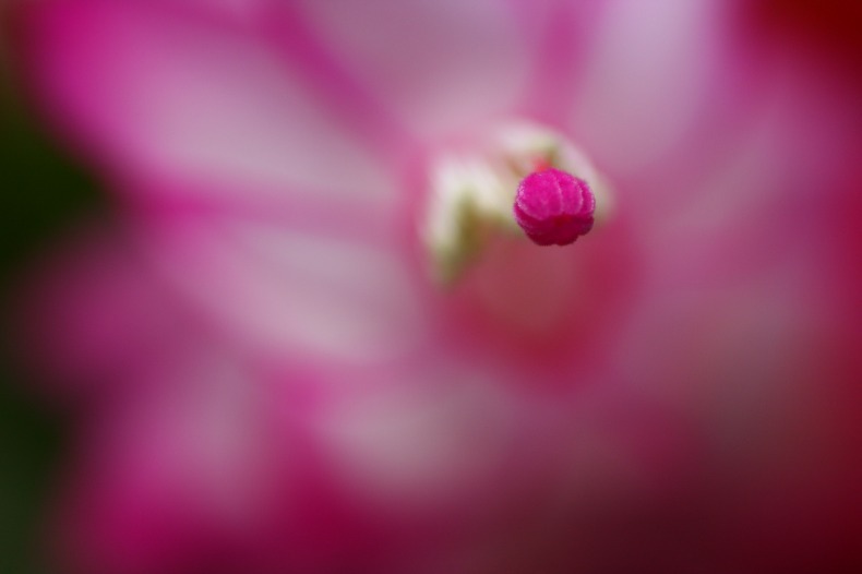 花芯　C