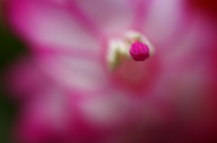 花芯　C