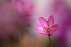 　　花散歩　B