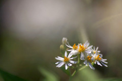 花野辺