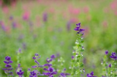 　花摘み