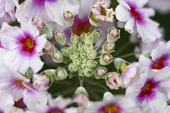 　花のワルツ