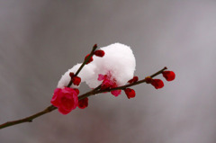 　春の淡雪　3