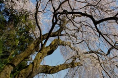 2011青梅市梅岩寺のしだれ桜