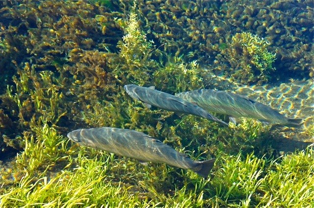 忍野八海のお魚