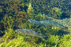 忍野八海のお魚