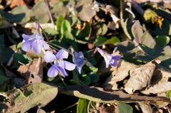 DSC02123_2