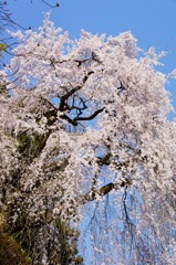 2011青梅市梅岩寺のしだれ桜