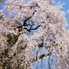2011青梅市梅岩寺のしだれ桜