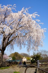 八王子　つどいの森公園　桜