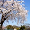 八王子　つどいの森公園　桜