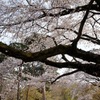 ２０１１井の頭公園　桜